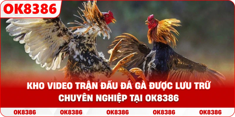 Kho video trận đấu đá gà được lưu trữ chuyên nghiệp tại OK8386.